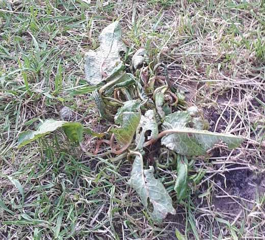 Doc Leaf Weed