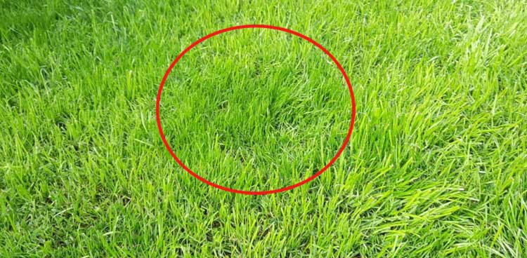 fixed grass patch