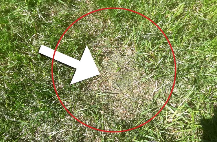 Lawn patch