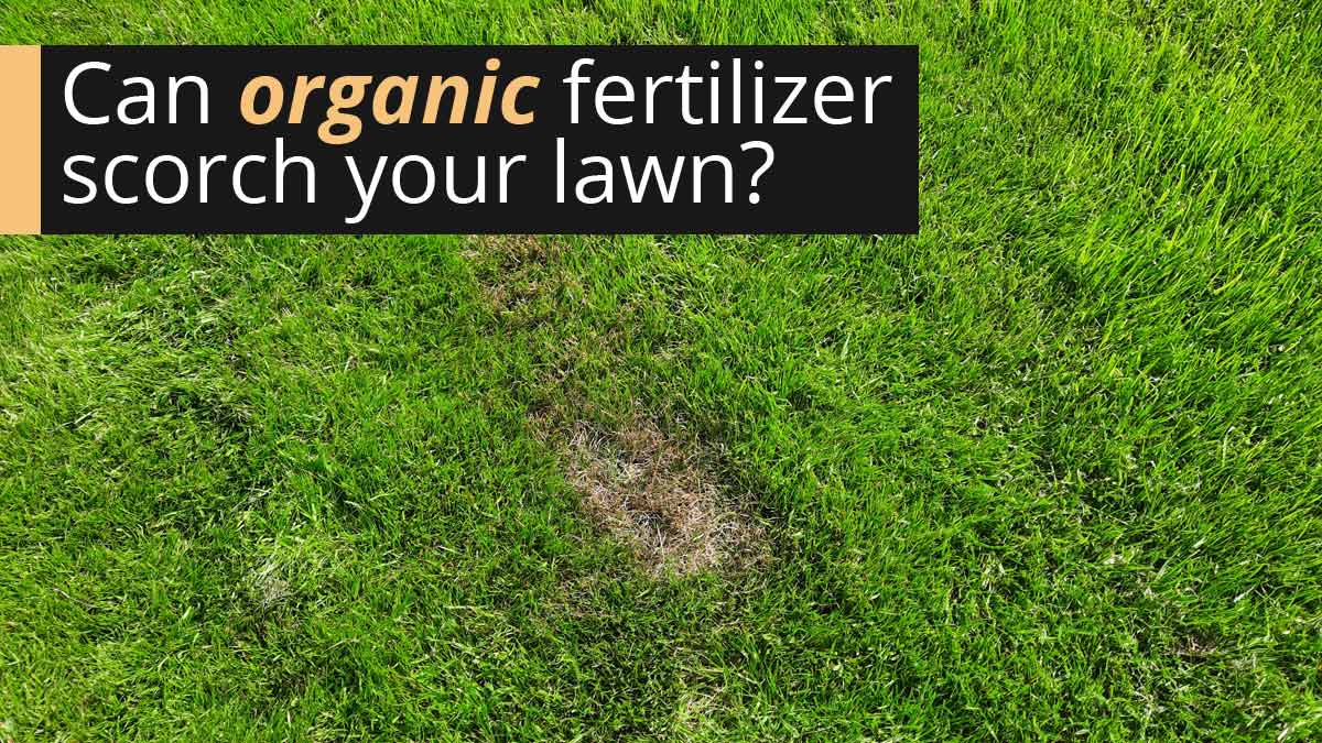 Can organic lawn fertilizer scorch your grass?