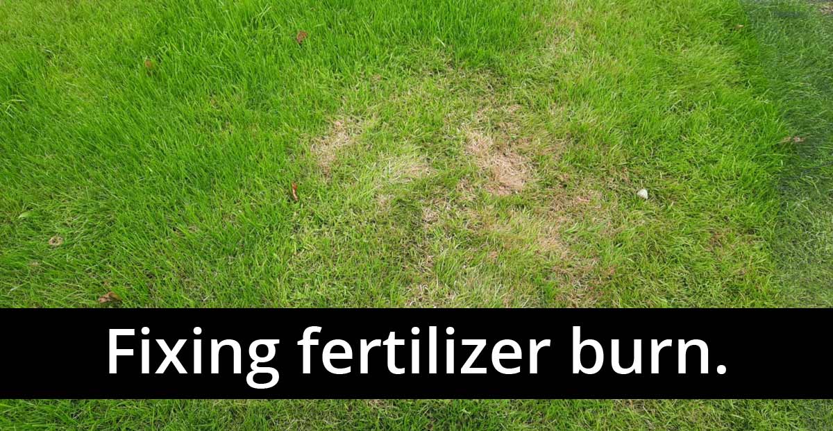 How to repair grass that has been scorched by fertilizer.