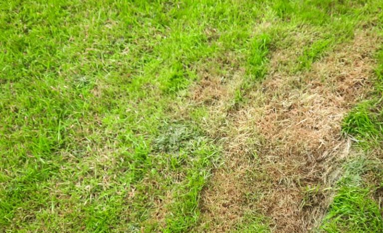 Why does grass look yellow after cutting it?