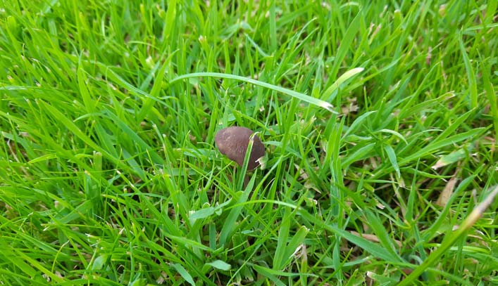 Mushrooms growing on your lawn.